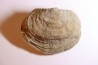 DERBYA CYMBULA  - lower permian - Cowley county, Kansas, USA