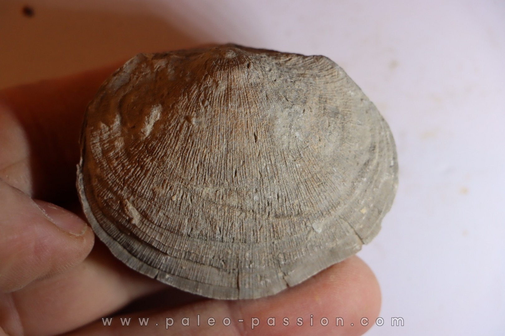 DERBYA CYMBULA - lower permien - Cowley county, Kansas, USA