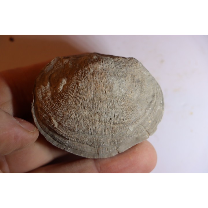 DERBYA CYMBULA  - lower permian - Cowley county, Kansas, USA