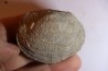 DERBYA CYMBULA - lower permien - Cowley county, Kansas, USA