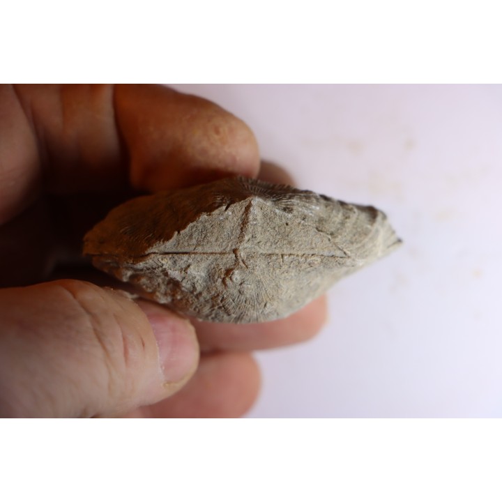 DERBYA CYMBULA  - lower permien - Cowley county, Kansas, USA