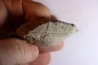 DERBYA CYMBULA  - lower permian - Cowley county, Kansas, USA