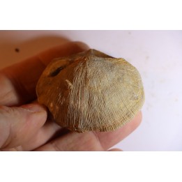 DERBYA CYMBULA  - lower permien - Cowley county, Kansas, USA