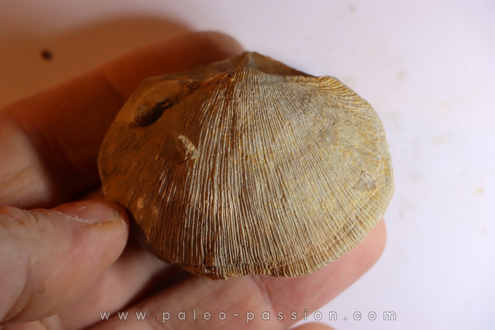 DERBYA CYMBULA - lower permien - Cowley county, Kansas, USA