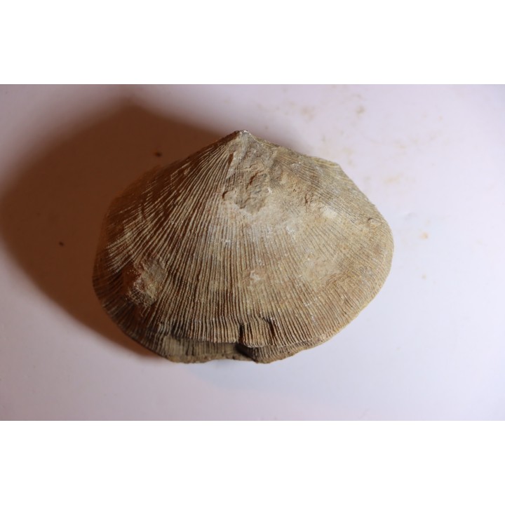 DERBYA CYMBULA  - lower permian - Cowley county, Kansas, USA