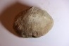DERBYA CYMBULA  - lower permian - Cowley county, Kansas, USA