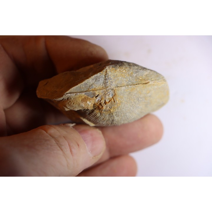 DERBYA CYMBULA  - lower permian - Cowley county, Kansas, USA