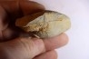 DERBYA CYMBULA  - lower permian - Cowley county, Kansas, USA