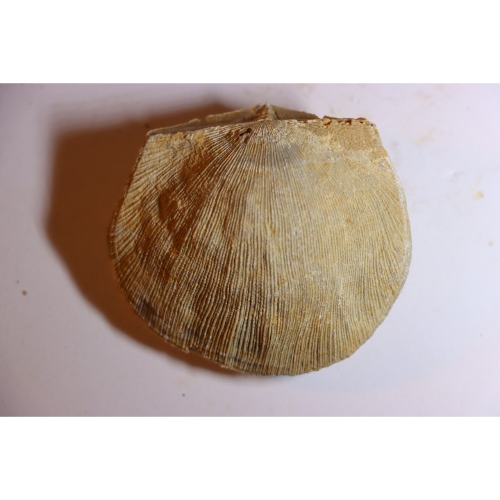 DERBYA CYMBULA  - lower permien - Cowley county, Kansas, USA
