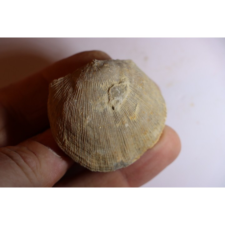 DERBYA CYMBULA  - lower permian - Cowley county, Kansas, USA