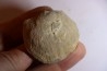 DERBYA CYMBULA - lower permien - Cowley county, Kansas, USA