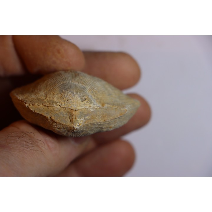 DERBYA CYMBULA  - lower permian - Cowley county, Kansas, USA
