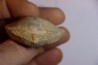 DERBYA CYMBULA  - lower permian - Cowley county, Kansas, USA
