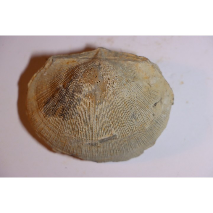 DERBYA CYMBULA  - lower permian - Cowley county, Kansas, USA