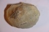 DERBYA CYMBULA  - lower permian - Cowley county, Kansas, USA