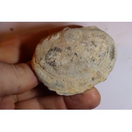 DERBYA CYMBULA  - lower permian - Cowley county, Kansas, USA