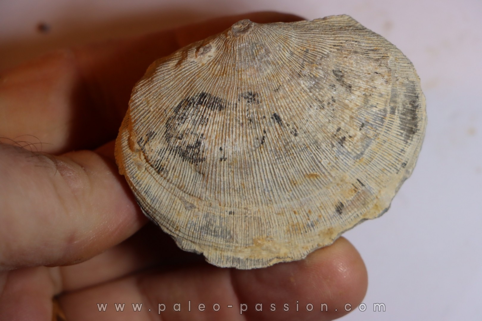 DERBYA CYMBULA - lower permien - Cowley county, Kansas, USA
