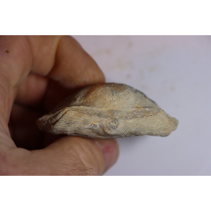 DERBYA CYMBULA  - lower permien - Cowley county, Kansas, USA