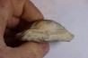 DERBYA CYMBULA - lower permien - Cowley county, Kansas, USA