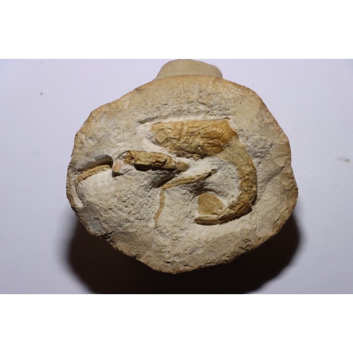 Glyphea regleyana - oxfordien - Haute Saône, FRANCE