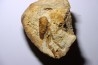 Glyphea regleyana - oxfordien - Haute Saône, FRANCE