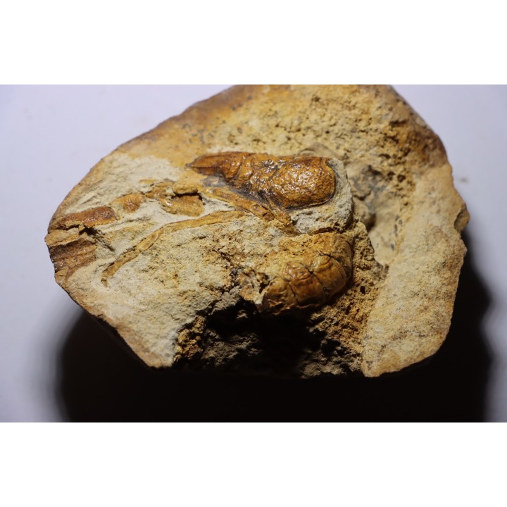 Glyphea regleyana - oxfordien - Haute Saône, FRANCE