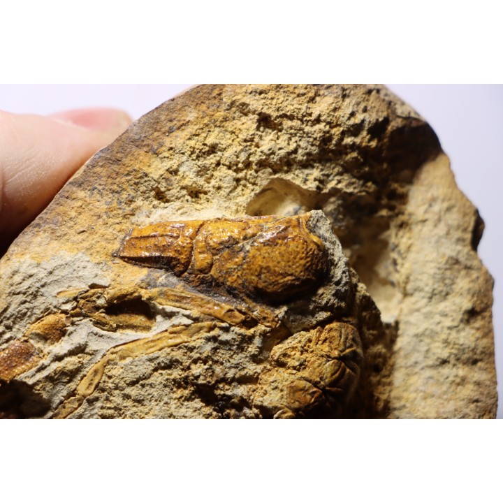 Glyphea regleyana - oxfordien - Haute Saône, FRANCE