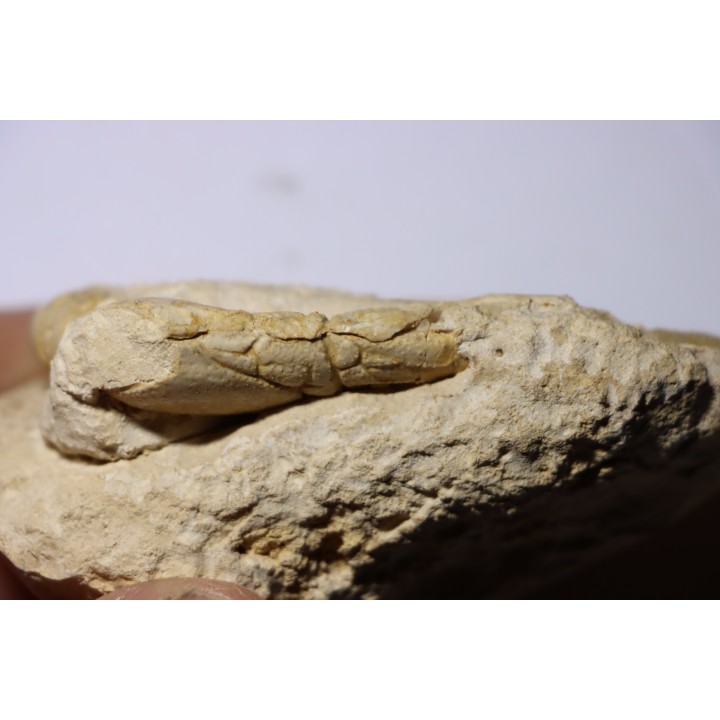 Glyphea regleyana - oxfordien - Haute Saône, FRANCE