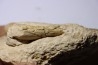 Glyphea regleyana - oxfordien - Haute Saône, FRANCE