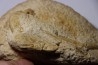 Glyphea regleyana - oxfordien - Haute Saône, FRANCE