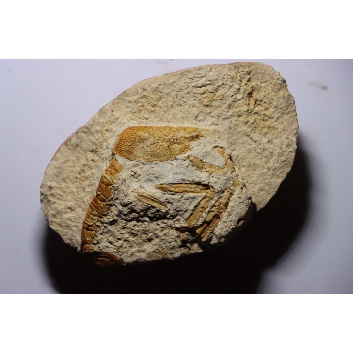 Glyphea muensteri - oxfordien - Haute Saône, FRANCE