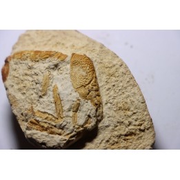 Glyphea muensteri  - oxfordien - Haute Saône, FRANCE