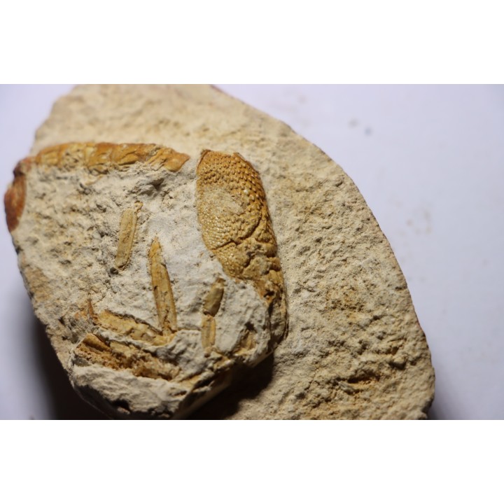 Glyphea muensteri - oxfordien - Haute Saône, FRANCE