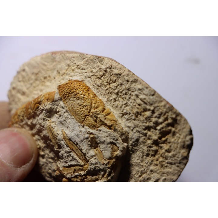 Glyphea muensteri - oxfordien - Haute Saône, FRANCE