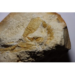 Glyphea muensteri  - oxfordien - Haute Saône, FRANCE