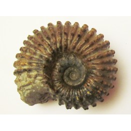 DOUVILLEICERAS MAMMILATUM (2)
