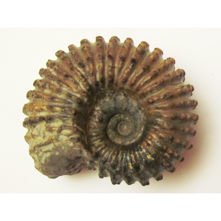 DOUVILLEICERAS MAMMILATUM (2)