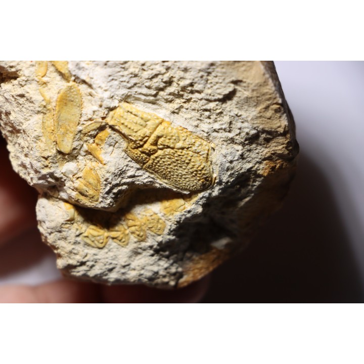 Glyphea muensteri - oxfordien - Haute Saône, FRANCE
