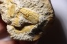 Glyphea muensteri - oxfordien - Haute Saône, FRANCE