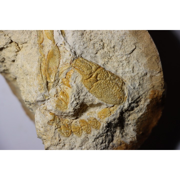 Glyphea muensteri - oxfordien - Haute Saône, FRANCE