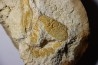 Glyphea muensteri - oxfordien - Haute Saône, FRANCE