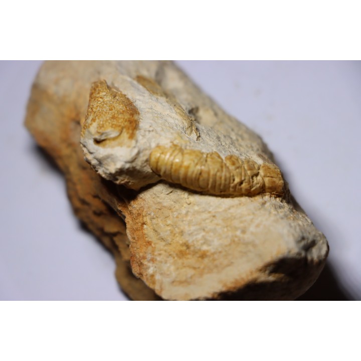 Glyphea muensteri - oxfordien - Haute Saône, FRANCE