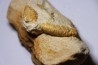 Glyphea muensteri - oxfordien - Haute Saône, FRANCE