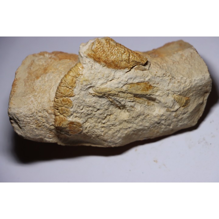 Glyphea muensteri - oxfordien - Haute Saône, FRANCE
