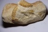 Glyphea muensteri - oxfordien - Haute Saône, FRANCE
