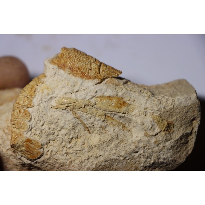 Glyphea muensteri - oxfordien - Haute Saône, FRANCE