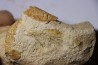Glyphea muensteri - oxfordien - Haute Saône, FRANCE