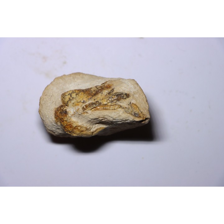 Glyphea muensteri  - oxfordien - Haute Saône, FRANCE