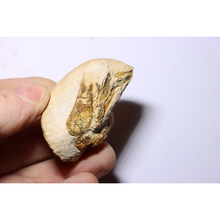 Glyphea muensteri  - oxfordien - Haute Saône, FRANCE