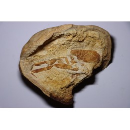 Glyphea muensteri  - oxfordien - Haute Saône, FRANCE